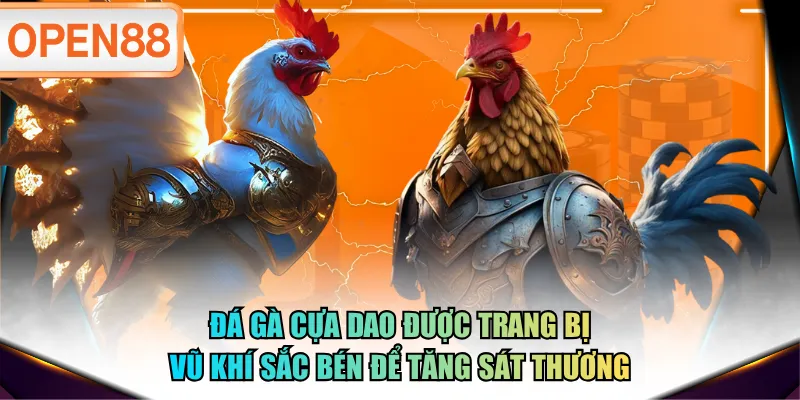 Đá gà cựa dao được trang bị vũ khí sắc bén để tăng sát thương