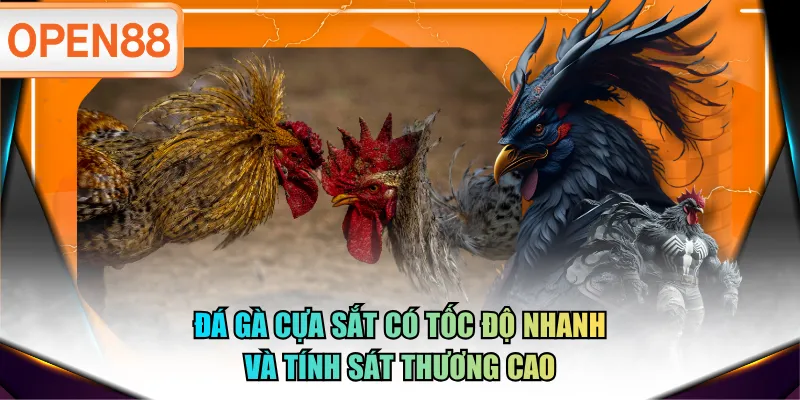 Đá gà cựa sắt có tốc độ nhanh và tính sát thương cao