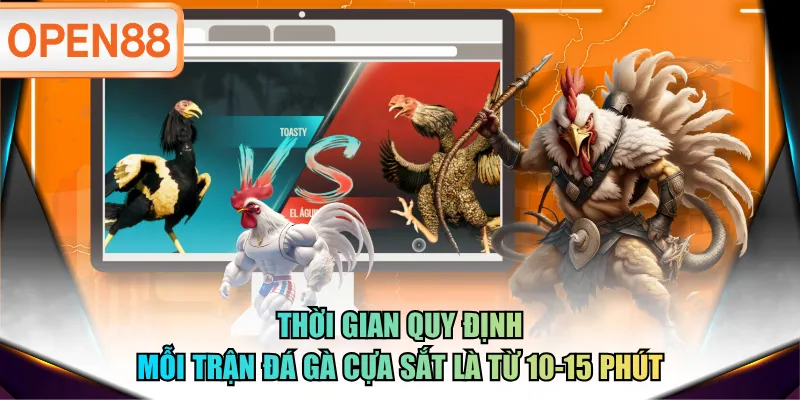 Thời gian quy định mỗi trận đá gà cựa sắt là từ 10-15 phút